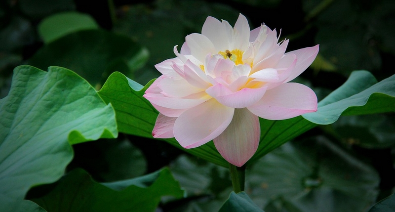 lótusz virág https://www.kardinalis.hu https://pixabay.com